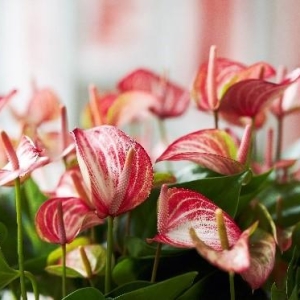 4月看展去，这些重量级行业展会既有花红柳绿，又有速度激情……